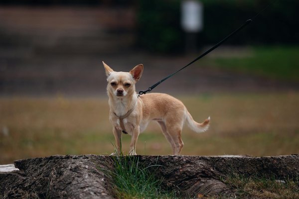 Mastering the Modern Slot Collection: An Insider's Guide to Winning at Kwiff